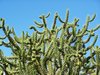 Cactus 2