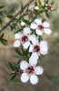 Manuka flowers