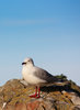 Seagull