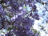 Jacaranda flowers