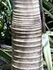 ridges of the tree