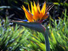 Bird of Paradise