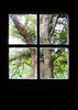 Tree out the shack window