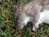 You dirty rat!