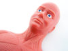 Anatomy Doll 3