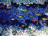 Bottom of the fishpond