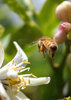 bee flight