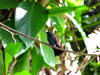 HummingBirds