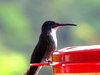 HummingBirds