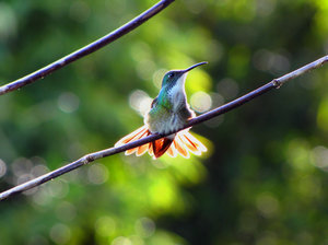 HummingBirds