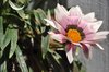 Pink flower