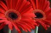 Gerbera