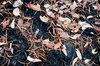 Fire aftermath