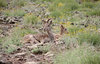 Himalayan blue sheep