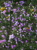 Crocuses