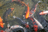 Goldfish