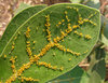 Aphid Attack