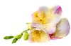 spring flower