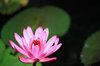 waterlily