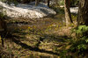 Spring creek
