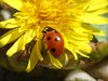 ladybird