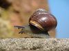 snail