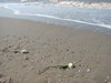 White rozes on the beach love 