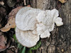 Polypore
