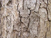 Wood texture