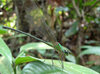 Damselfly