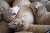 sheep