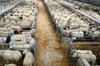 sheep