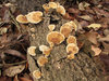 Polypores