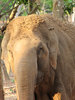 Elephant Dust Bath