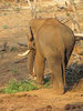 Tusker