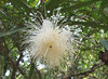 Rose Apple flower