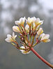Frangipani