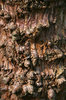 Knobbly bark