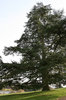 Lakeside conifer