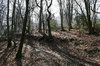 Beech shadows