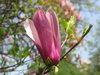 magnolia tree