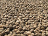 Betel Nut