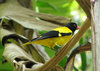 Black-hooded Oriole