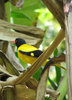 Black-hooded Oriole