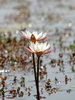 Water Lily