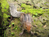 Three-Striped Palm Squirrel