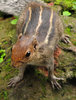 Indian Palm Squirrel
