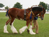 Shire horse