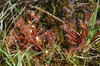 Sundew