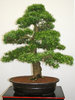 Bonsai conifer